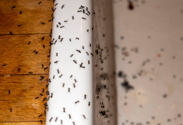 Best Bed Bug Extermination  in Marshall, WI